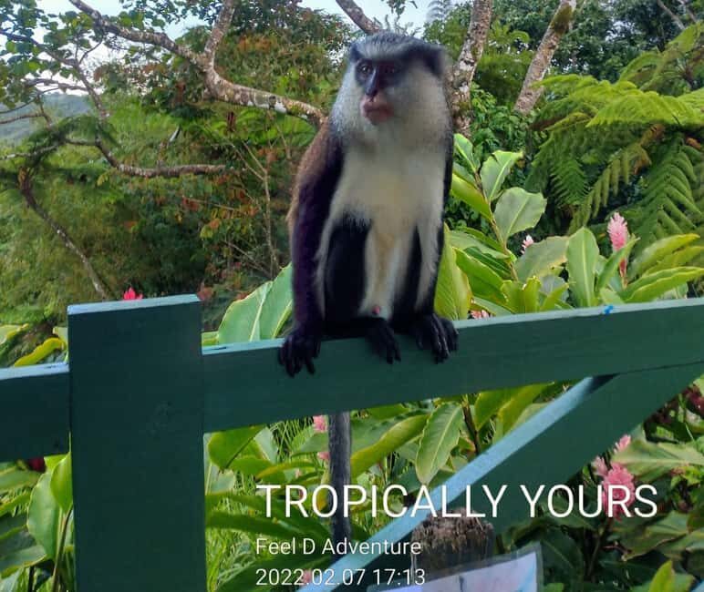 Grenada: Culture and Nature Island Tour with Chocolate & Rum - A Deep Dive into the Experience