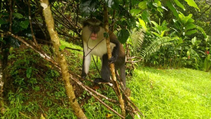 Grenada: Half-Day Island Tour with Waterfall Swim Stop - Authenticity and Local Flavor