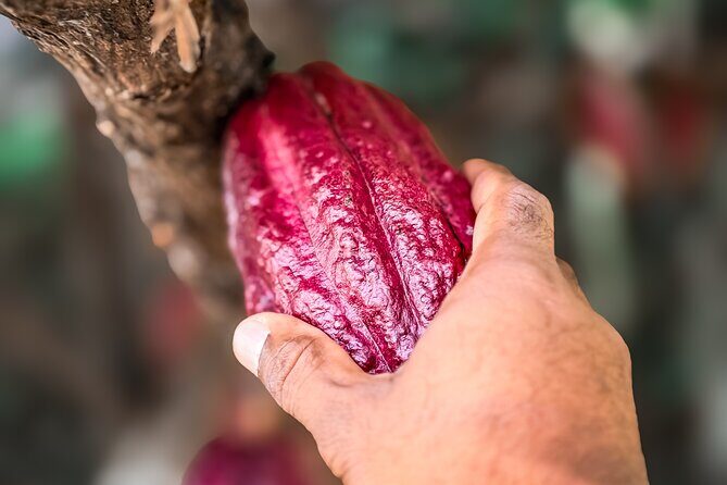 Grenada Half Day Tour: Fort, Spice, Falls, Chocolate & Lunch Stop - FAQ