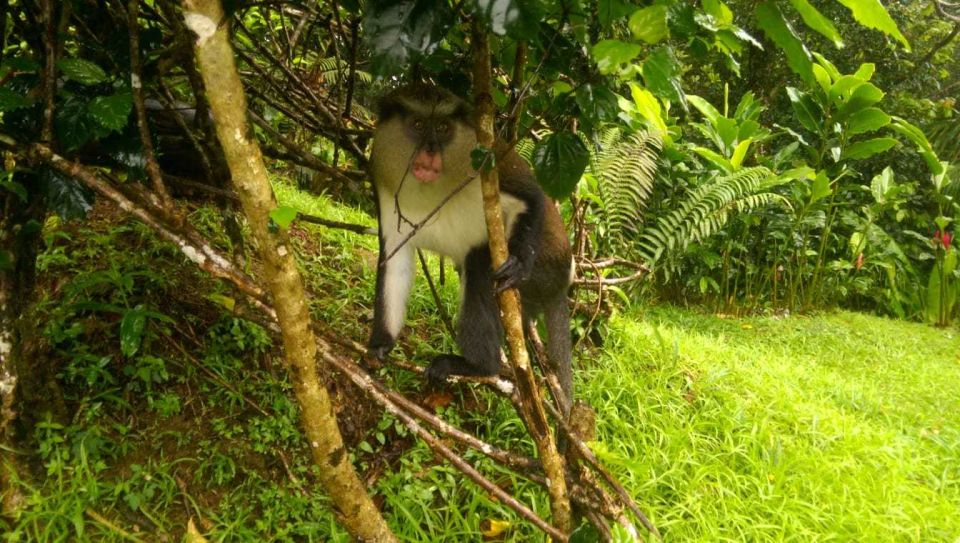 Grenada: Half-Day Unspoiled Tropical Island Experience - Hike Through Rainforest