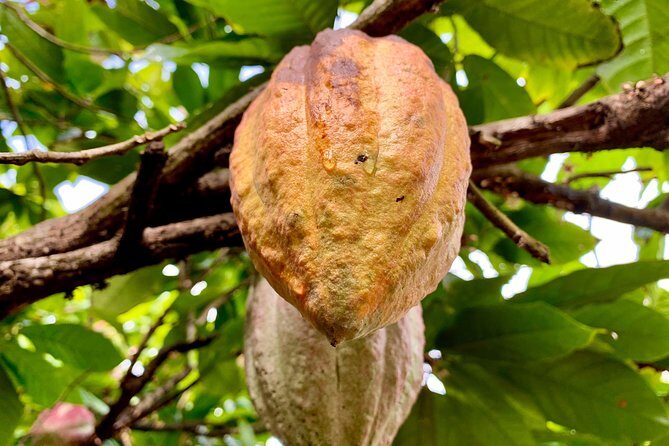 Grenada Herb & Spice Tour -Fort Frederick, Chocolate & Waterfalls - Exploring Grenada’s Flavors and Views: A Detailed Look at the Herb & Spice Tour