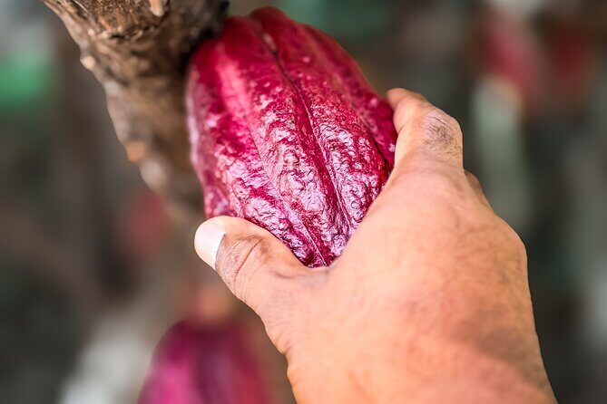 Grenada Herb & Spice Tour -Fort Frederick, Chocolate & Waterfalls - Authentic Experiences and Guest Insights