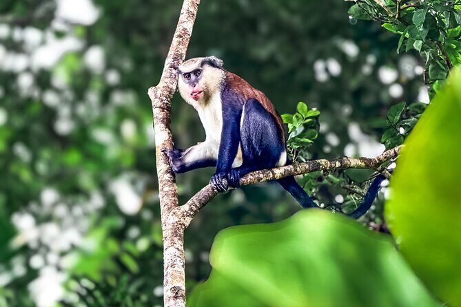 Grenada Highlights: City Tour, Fort, Chocolate, Rainforest- Falls - A Final Sip: Rum Tasting and Local Flavors