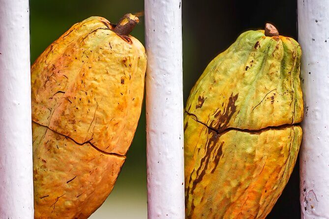 Grenada Highlights: City Tour, Fort, Chocolate, Rainforest- Falls - Considerations Before Booking