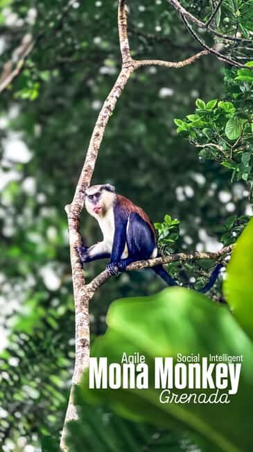 Grenada: River Tubing and Grand Etang Lake Tour - Who Should Consider This Tour?