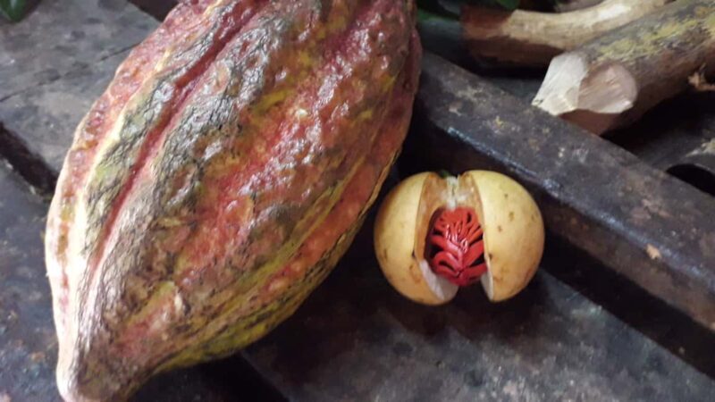 Grenada: Spice Island Expedition. - Key Points