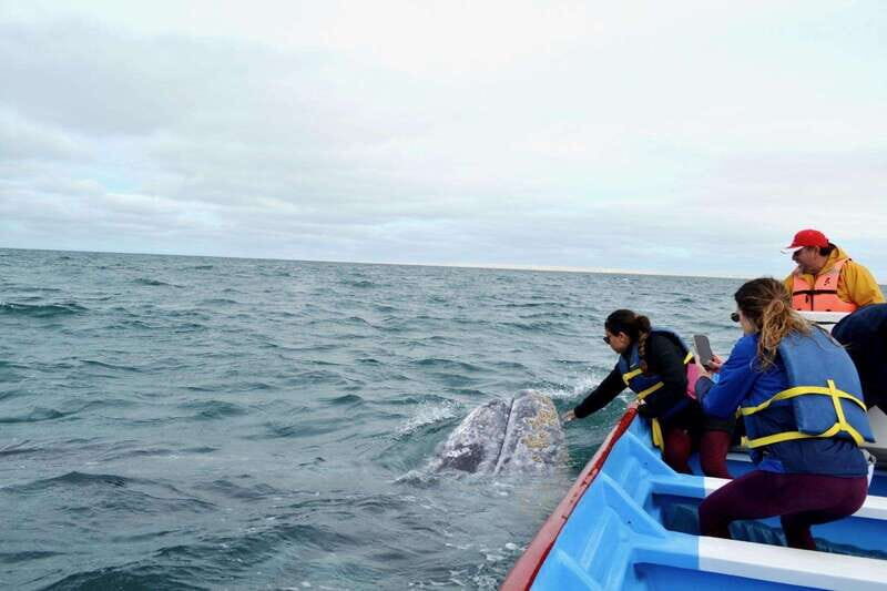 Grey Whale Watching at Mag Bay From Loreto - Overview of the Tour