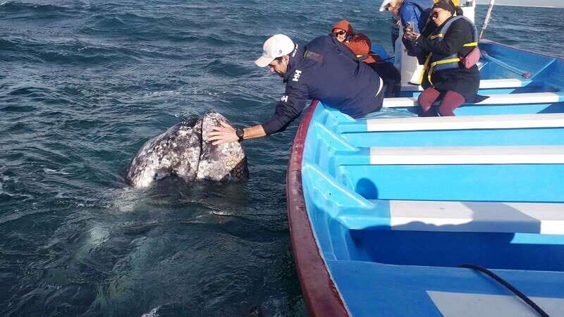 Grey Whale Watching at Mag Bay From Loreto - What’s Included and What to Expect