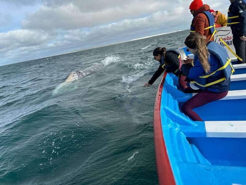 Grey Whale Watching at Mag Bay From Loreto - Practical Details and Tips