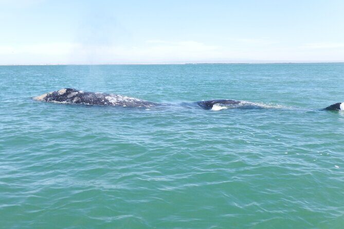 Grey whale watching in Puerto Chale, Mexico - An In-Depth Review of the Gray Whale Watching Tour