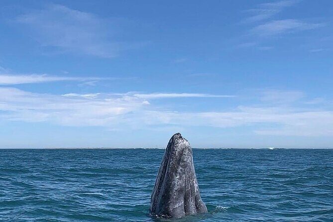 Grey whale watching in Puerto Chale, Mexico - FAQs