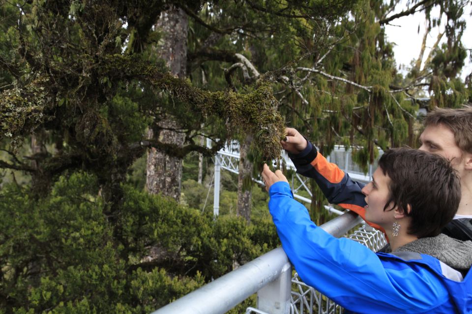Greymouth: Hokitika Gorge and Tree Top Walkway Half-Day Tour - Pricing and Duration