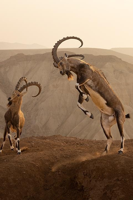 Groningen: Expo Wildlife Photographer of the Year at Forum - Good To Know