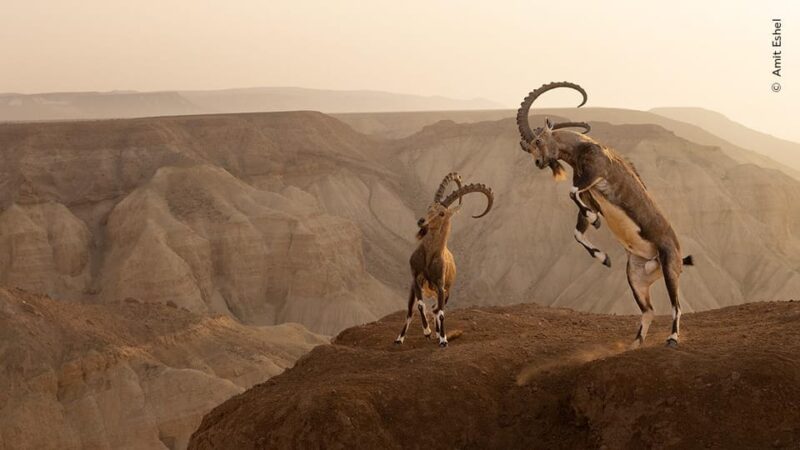 Groningen: Expo Wildlife Photographer of the Year at Forum - Tips for Visitors