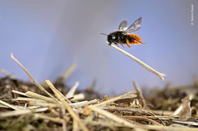 Groningen: Expo Wildlife Photographer of the Year at Forum - The Sum Up