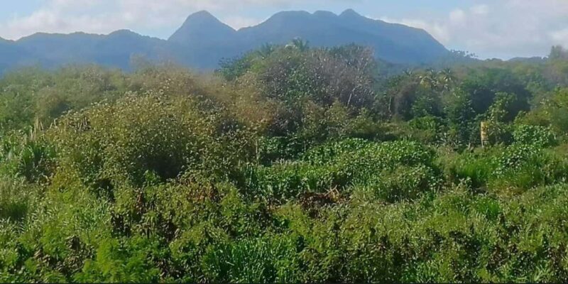 Gros Piton Adventure with Tour For The Day - FAQs