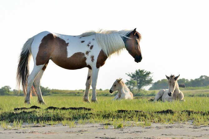 Group Boat Tours of Chincoteague & Assateague - Wild Ponies - Key Points
