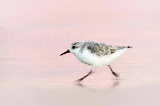 Group Boat Tours of Chincoteague & Assateague - Wild Ponies - A Deep Dive into the Tour Experience