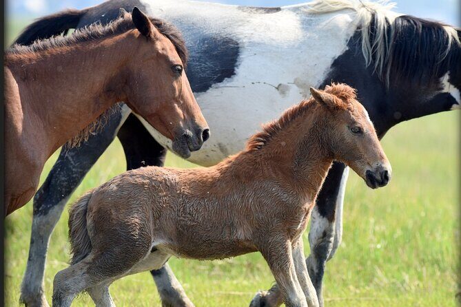 Group Boat Tours of Chincoteague & Assateague - Wild Ponies - The Sum Up
