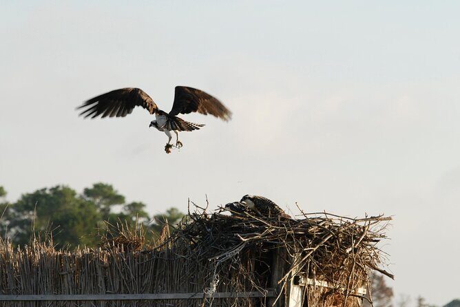 Group Boat Tours of Chincoteague & Assateague - Wild Ponies - FAQ