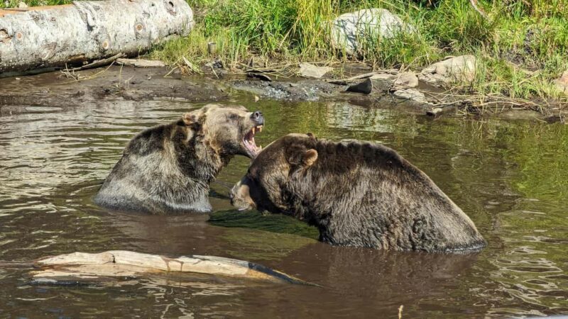 Grouse Mnt+StanleyPark+Hatchery+Cleveland Dam+LynnCanyonTOUR - An Overview of the Itinerary: What You Can Expect