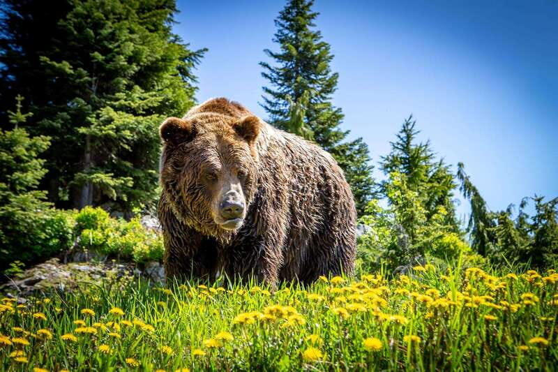 Grouse Mountain Skyride Admission Ticket - Transportation and Accessibility