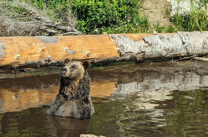 Grouse Mtn Stanley Park Hatchery Cleveland Dam Lynn Canyon Tour - Final Thoughts
