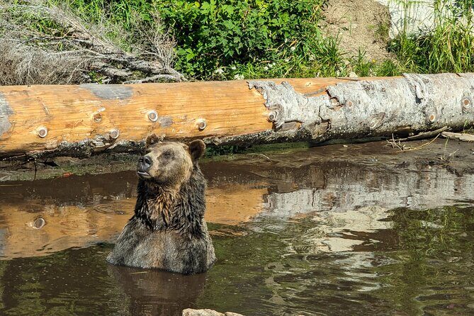 Grouse Mtn Stanley Park Hatchery Cleveland Dam Lynn Canyon Tour - FAQs