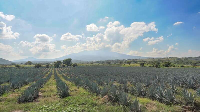 Guadalajara: Premium Tequila Tour with Tastings and Pairings - Exploring the Tequila Route: A Closer Look