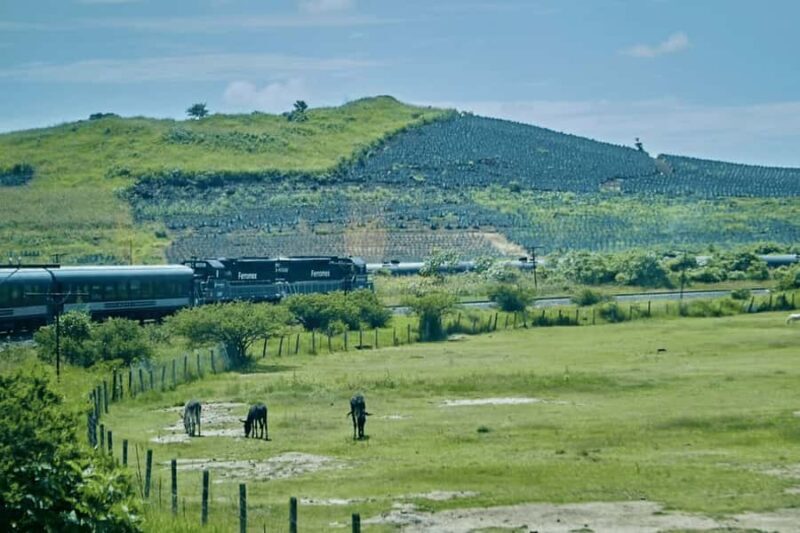 Guadalajara: Tequila Experience at Casa Sauza - Key Points