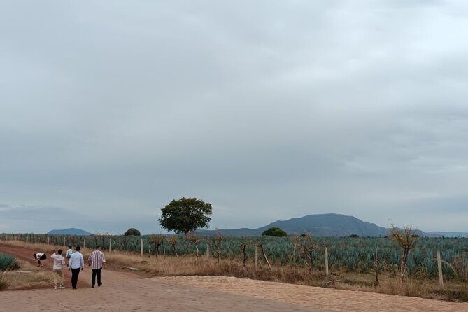 Guadalajara Tequila Tastings Tour - Who Will Enjoy This Tour?