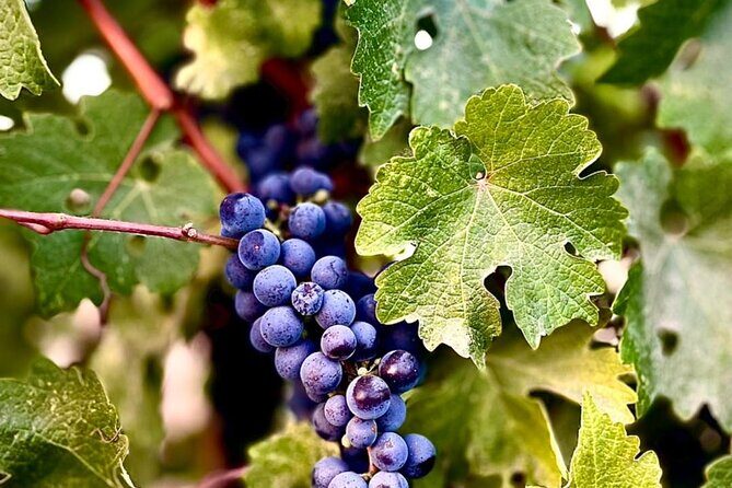 Guadalupe Valley Private Tour The Wine Route - Key Points