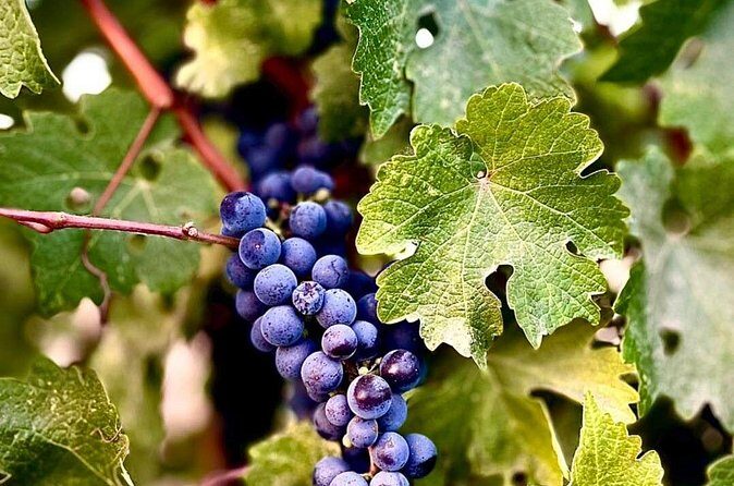 Guadalupe Valley Private Tour The Wine Route - Pricing & Value Analysis