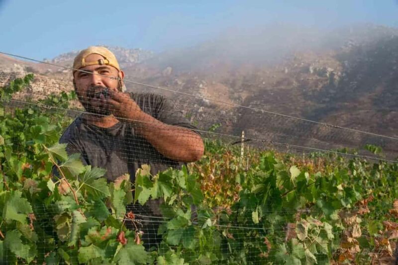 Guadalupe Valley: The Art of Wine, Exclusive Route, and Gourmet Food - Authentic Experiences and Authentic Reviews