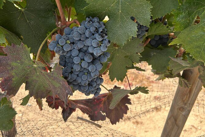 Guadalupe Valley Wine Route - Frequently Asked Questions