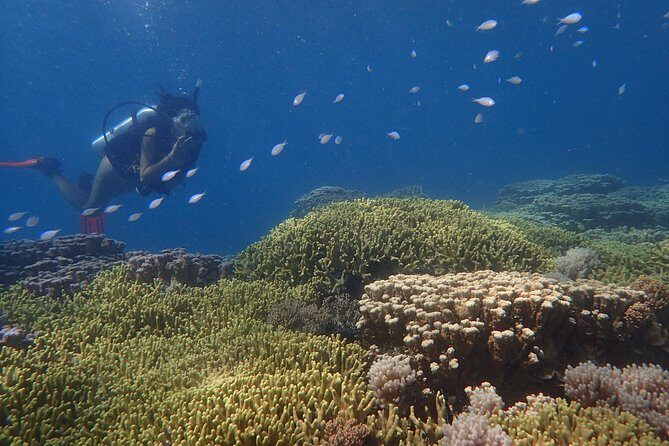 Guam's Best Beach Diving! Beginner and Advanced Dives - Pricing and Value: Is It Worth It?