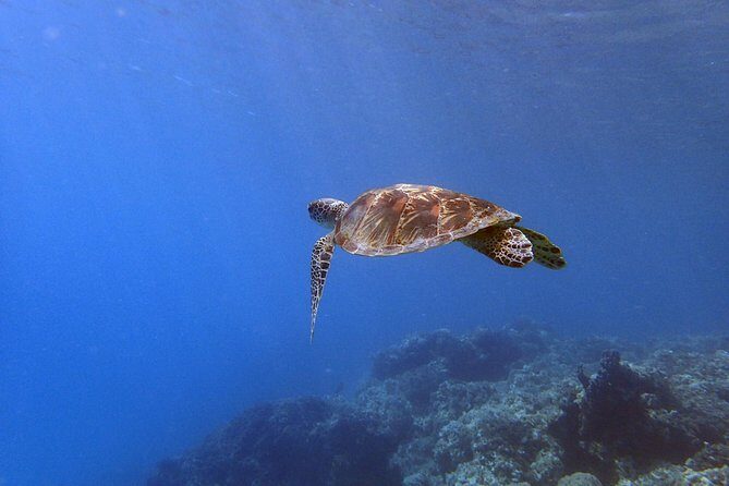 Guam's Best Beach Diving! Beginner and Advanced Dives - Practical Details: What You Need to Know