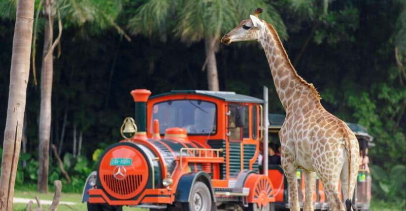 Guangzhou Chimelong Safari Park Ticket - Panda Triplets: A Unique Highlight