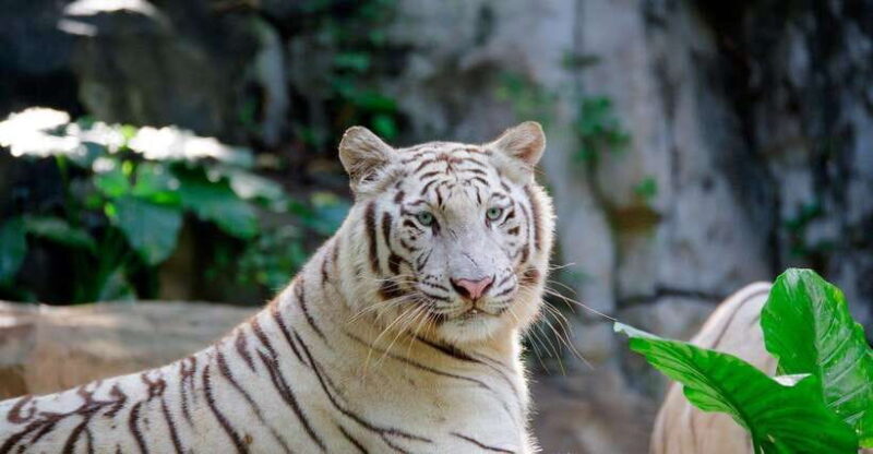 Guangzhou Chimelong Safari Park Ticket - Large-Scale Wildlife Population and Ecological Zones
