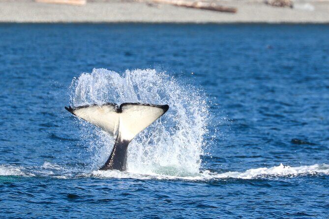 Guaranteed Whale Watch Tour from Anacortes - The Price and Value