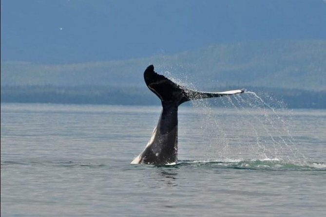 Guaranteed Whale Watching Adventure - Introduction