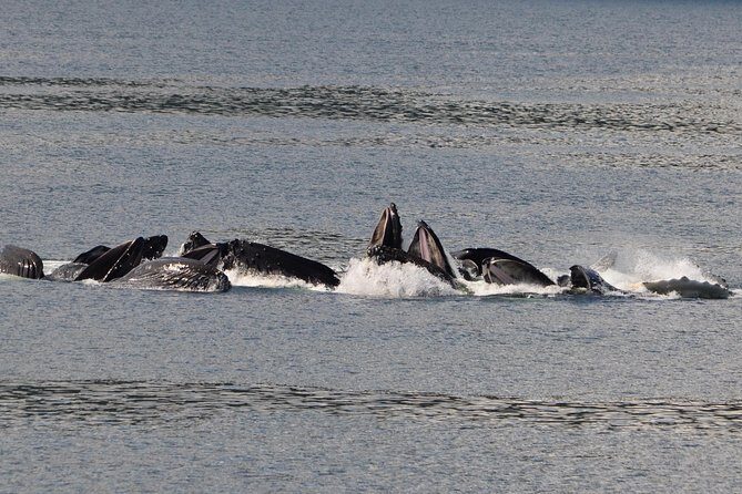 Guaranteed Whale Watching Adventure - Key Points