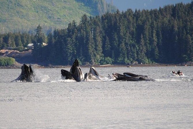 Guaranteed Whale Watching Adventure - Authentic Encounters and Expert Guides