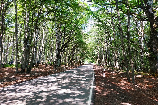 Gudauri Tour With Sabaduri Forest, Ananuri, Panorama Gudauri - Transportation and Guide Details