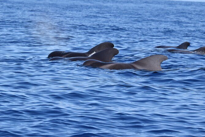 Guided activity in the Heart of Azores with whales and dolphins - Key Points