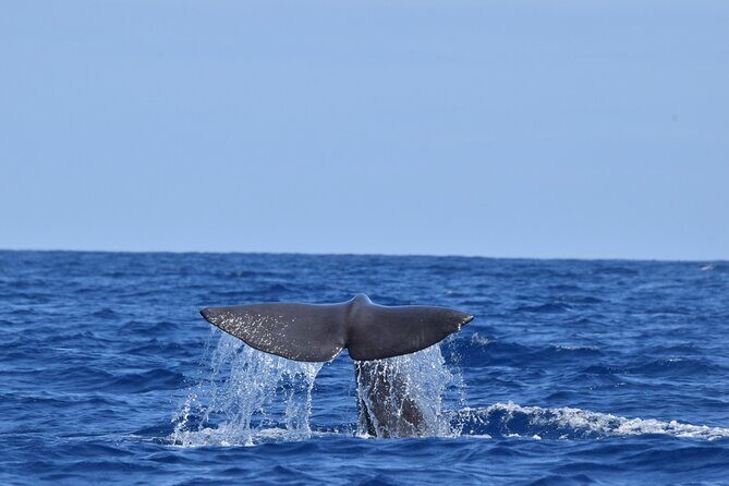 Guided activity in the Heart of Azores with whales and dolphins - Practical Tips