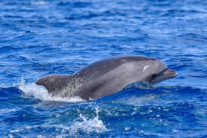Guided activity in the Heart of Azores with whales and dolphins - The Sum Up