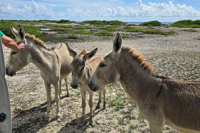 Guided Bonaire North and South Tour - Authenticity and Personal Touch
