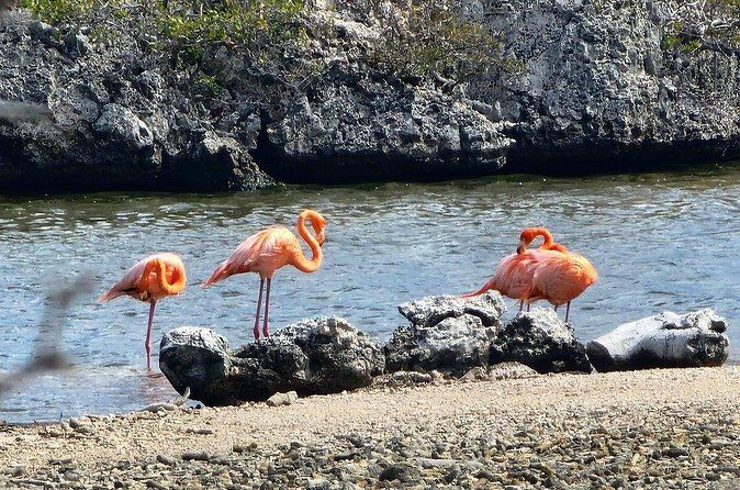 Guided Bonaire North and South Tour - FAQ