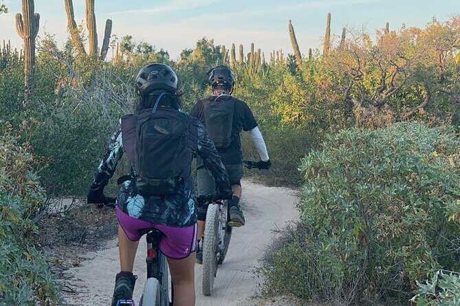 Guided Cactus Forest Mountain Bike Experience in La Ventana - Key Points